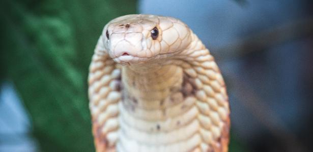 A cobra que é um estudante atordoado vence a sessão de fotos oficial e se torna um sucesso na web