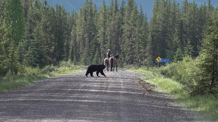 Filipe sendo perseguido por um urso na província do Canadá, Alberta - Arquivo pessoal - Arquivo pessoal