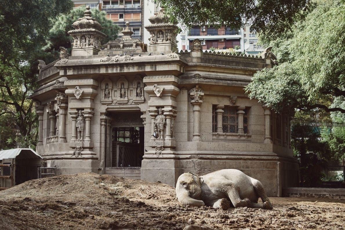 Cercada de prédios em Buenos Aires, Mara se prepara para relaxar um pouco no Ecoparque.  À esquerda, uma grande caixa que transferiu o elefante para sua nova casa - Sofía López Mañán / Discovery